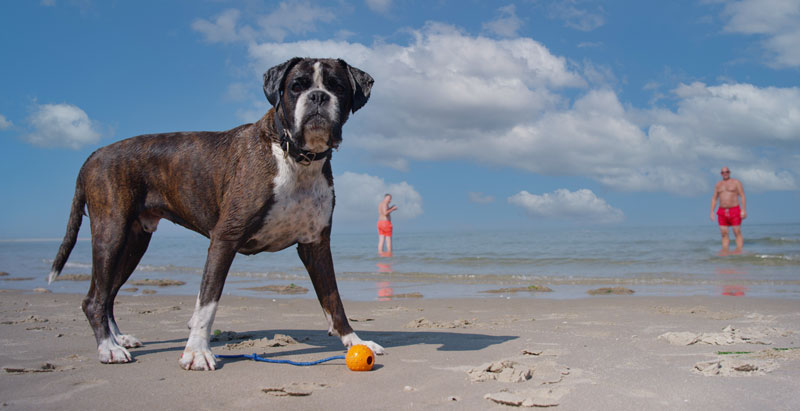 Honden zijn welkom in Hotel Tesselhof